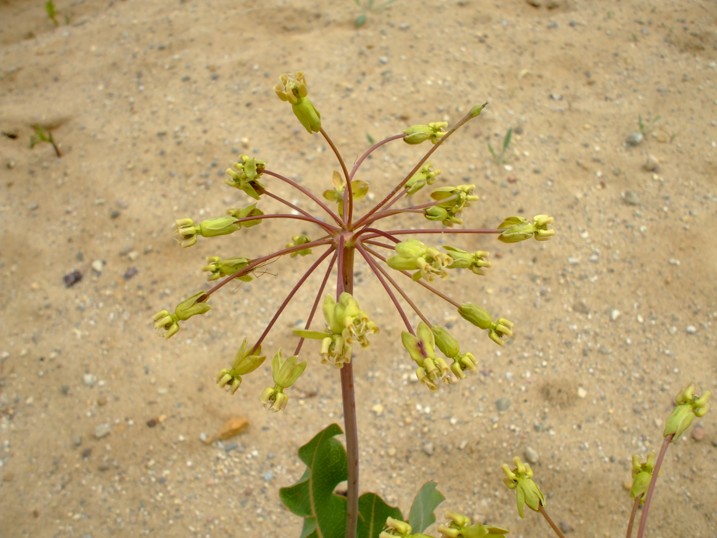Asclepias amplexicaulis
